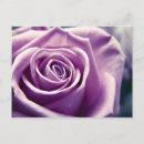 Zoek naar lila bloemen briefkaarten Liefde