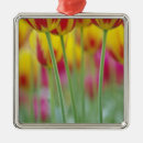 Zoek naar tulp ornamenten Groen