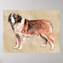 Zoek naar st bernard hond posters Heilige