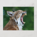 Zoek naar lynx briefkaarten bobcat