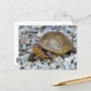 Zoek naar turtle briefkaarten Schildpad