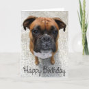 Zoek naar happy birthday boxers kaarten Bokshond