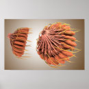 Zoek naar klieren posters Anatomie