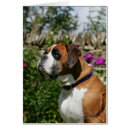 Zoek naar boxer dog briefkaarten Zitten