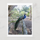 Zoek naar peacock briefkaarten Kleurrijke vogel