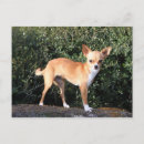 Zoek naar chihuahua puppy briefkaarten Kijkend camera