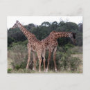 Zoek naar girafe briefkaarten Wild