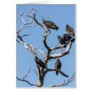 Zoek naar buizerd kaarten Wild