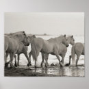 Zoek naar witte paarden posters Modern
