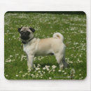 Zoek naar mops muismatten Pug