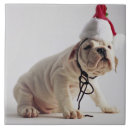 Zoek naar haat tegels Schattig