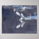 Zoek naar shorebird posters Dier