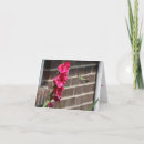 Zoek naar kolibrie kaarten Fotografie