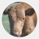 Zoek naar kalf stickers Boerderij