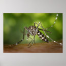 Zoek naar mug kunst Foto