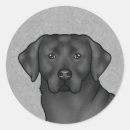 Zoek naar laboratorium stickers Zwarte labrador