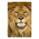 Zoek naar afrikaanse dieren posters Dierentuin
