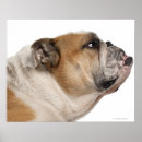 Zoek naar jaar posters Close up