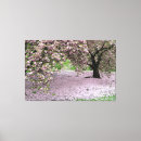Zoek naar kersen kunst Boom