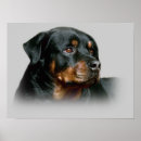 Zoek naar rottweilers posters Puppies