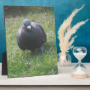 Zoek naar duif fotoplaat Duiven