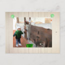 Zoek naar stallen briefkaarten Boerderij