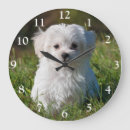 Zoek naar maltipoo kunst Poedel