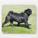 Zoek naar zwarte pug muismatten Foto