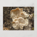 Zoek naar mushroom briefkaarten Fungus
