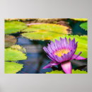 Zoek naar waterlelie posters Plant