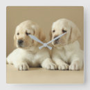 Zoek naar labrador klokken Puppy