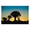 Zoek naar quiver posters Afrika