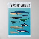 Zoek naar walvissen posters Blauwe walvis