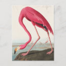 Zoek naar vintage flamingo briefkaarten Roze