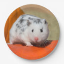 Zoek naar hamster borden Schattig