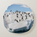 Zoek naar antarctica kussens Landschap