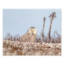 Zoek naar sneeuwuil kunst Dier