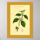 Zoek naar antiek botanische druk posters Koffie
