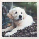 Zoek naar labrador onderzetters Puppy