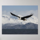 Zoek naar alaska kale adelaar posters Vogel