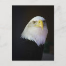 Zoek naar roofvogels briefkaarten Adelaar
