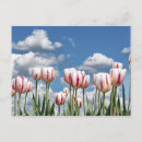 Zoek naar lente briefkaarten Knol