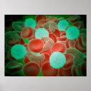 Zoek naar immuunsysteem posters Geneeskunde