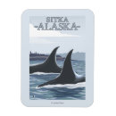 Zoek naar orca magneten Walvissen