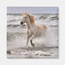 Zoek naar hengst magneten Camargue