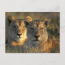 Zoek naar leeuwinnen posters Botswana