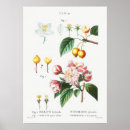 Zoek naar vruchten posters Citrus