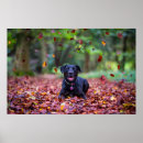 Zoek naar zwart labrador kunst Hond
