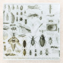 Zoek naar kevers onderzetters Vliegen