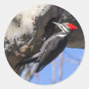 Zoek naar specht stickers Wild